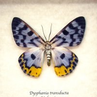 Seltene Eisblaue Motte Gerahmte Taxidermie - Dysphania Transducta von CuriousKingdomShop