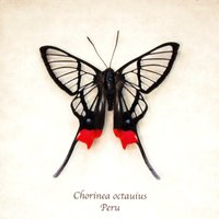 Seltene Gerahmte Rauhe Schmetterlingsblume - Chorinea Octauius von CuriousKingdomShop