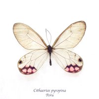 Seltene Glasflügelfalter-Schmetterlinge - Cithaerias Pyropina von CuriousKingdomShop