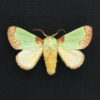 Seltene Grüne Mottengerahmte Tierfigur - Latoia Consocia von CuriousKingdomShop