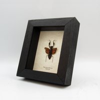 Winzige Rote Gottesanbeterin Gerahmte Taxidermie - Myrcinus Tuberosus Weibchen Winzige Rote Gottesanbeterin Gerahmte Taxidermie - Myrcinus Tuberosus Weibchen von CuriousKingdomShop