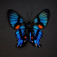 Seltene Metallmarke Schmetterling Gerahmt Taxidermie - Ancyluris Inca von CuriousKingdomShop