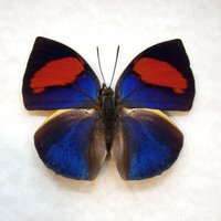 Seltene Rot Lila Schmetterling Gerahmte Tierpräparation - Anaea Anna von CuriousKingdomShop