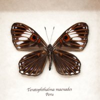 Seltene Rotauge Unterblatt Schmetterling Gerahmt Taxidermie - Teratophthalma Maenades von CuriousKingdomShop