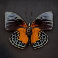 Seltene Schmetterling Gerahmte Taxidermie - Agrias Beatifica Beata von CuriousKingdomShop