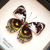 Seltene Schmetterling Gerahmte Taxidermie - Mynes Plateni von CuriousKingdomShop