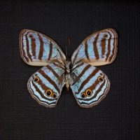 Seltener Blauer Satyrid Schmetterling Gerahmt Taxidermie - Caeruleuptychia Caerulea von CuriousKingdomShop