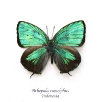 Seltener Gerahmter Schmetterling Von Einem Irisierenden Grünen Lycaenid-Schmetterling - Arhopala Eumolphus von CuriousKingdomShop