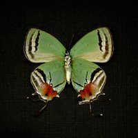 Seltener Grüner Haarreif Schmetterling Gerahmt Taxidermie - Lamasina Arten von CuriousKingdomShop
