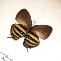 Seltener Haarreif Schmetterling Gerahmte Taxidermie - Lycaenidae Arten von CuriousKingdomShop