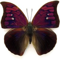 Seltener Lila Gerahmter Schmetterling - Anaea Tyrianthina von CuriousKingdomShop