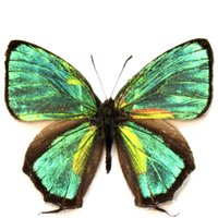 Seltener Metallic Grüner Haarreif Schmetterling Gerahmt Taxidermie - Thermozephyrus Art von CuriousKingdomShop