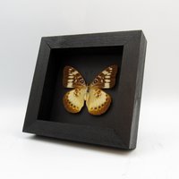 Seltener Schmetterling Mit Orangefarbenem Band - Lexias Aeropa Helvidius Weibchen Seltener Schmetterling Mit Orangefarbenem Band - Lexias Aeropa Helvidius Weibchen von CuriousKingdomShop
