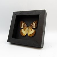 Seltener Orange-Bandierter Schmetterling Gerahmte Taxidermie - Lexias Aeropa Helvidius Weiblich von CuriousKingdomShop