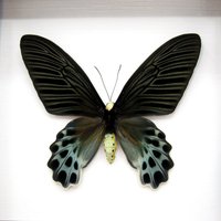 Seltener Riesenfalter Schmetterling - Atrophaneura Sycorax Egertoni Weibchen von CuriousKingdomShop