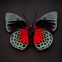 Seltener Roter Brushfooted Schmetterling Gerahmte Taxidermie - Agrias Beatifica Lachaumei von CuriousKingdomShop