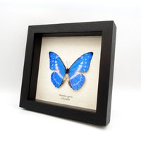Seltener Schmetterling Eingerahmt Vom Blauen Morpho - Cypris von CuriousKingdomShop
