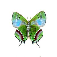 Seltener Schmetterling in Metallic Grünem Schmetterlingsrahmen - Lamasina Ganimedes von CuriousKingdomShop