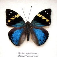 Seltener Türkiser Kaiser Schmetterling Gerahmt Taxidermie - Apaturina Erminea von CuriousKingdomShop