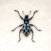 Weevil Mania - Echter Blauer Käfer Gerahmt Pachyrrhynchus Congestus von CuriousKingdomShop