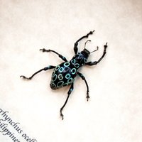 Weevil Mania - Echter Blauer Käfer Gerahmt Pachyrrhynchus Ocellatus von CuriousKingdomShop