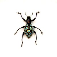 Weevil Mania - Echter Blauer Und Goldfarbener Käfer Gerahmte Taxidermie Pachyrrhynchus Congestus von CuriousKingdomShop