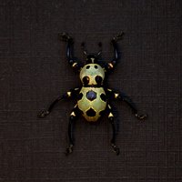 Weevil Mania - Echter Goldkäfer Gerahmte Taxidermie Pachyrrhynchus Orbifer Seltene Farbform von CuriousKingdomShop