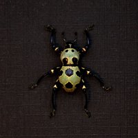 Weevil Mania - Echter Goldkäfer Gerahmte Taxidermie Pachyrrhynchus Orbifer Seltene Farbform von CuriousKingdomShop