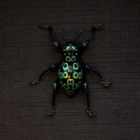 Weevil Mania - Echter Metallic Grüner Käfer Gerahmt Pachyrrhynchus Ocellatus von CuriousKingdomShop