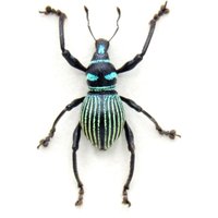 Weevil Mania - Seltener Gerahmter Gestreifter Käfer von CuriousKingdomShop