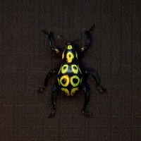 Weevil Mania - Seltener Glitzernder Käfer Gerahmt Taxidermie Pachyrrhynchus Art von CuriousKingdomShop