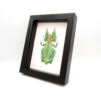 Weltgrößtes Walking Leaf Insekt Gerahmt Taxidermie - Phyllium Giganteum Weiblich von CuriousKingdomShop