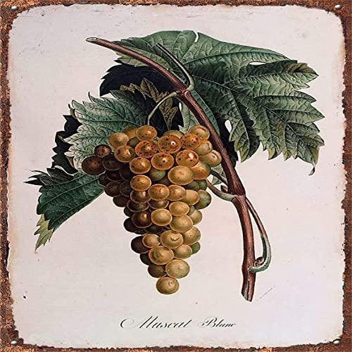 Metallposter, Vintage-Blechschild mit botanischen Trauben, primitives Landhaus-Design, Retro, Vintage-Dekor, Metall-Blechschild, Hausbar, Wanddekoration, JSBZ-0378, 30,5 x 30,5 cm von Curteny