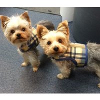 Blau Und Hellbraun Kariertes Kleines Hundegeschirr Made in Usa, Hundegeschirre, Haustierkleidung von CustomDogJacket