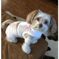 Hochzeitsgeschirr, Kleines Hundegeschirr, Atmungsaktives Weißes Netz, Made in Usa, Haustierkleidung, Hochzeit Hundegeschirr von CustomDogJacket