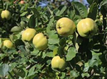 Quitte 'Apfelquitte', Stamm 40-60 cm, 100-125 cm, Cydonia 'Apfelquitte', Wurzelware von Cydonia 'Apfelquitte'