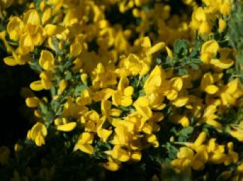 Kissenginster, 20-30 cm, Cytisus decumbens, Containerware von Cytisus decumbens