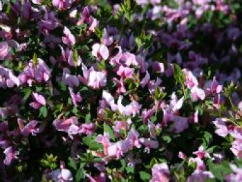 Purpur-Ginster / Rosenginster, 30-40 cm, Cytisus purpureus, Containerware von Cytisus purpureus