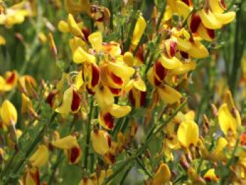 Edelginster 'Andreanus Splendens', 40-60 cm, Cytisus scoparius 'Andreanus Splendens', Containerware Edelginster 'Andreanus Splendens', 40-60 cm, Cytisus scoparius 'Andreanus Splendens', Containerware von Cytisus scoparius 'Andreanus Splendens'