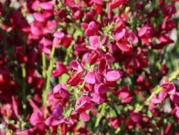 Edelginster 'Boskoop Ruby', 10-20 cm, Cytisus scoparius 'Boskoop Ruby', Topfware von Cytisus scoparius 'Boskoop Ruby'