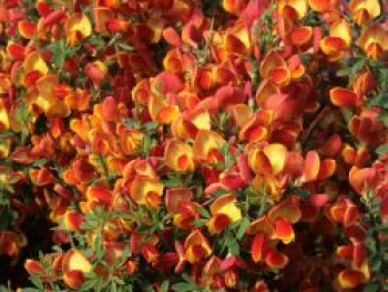 Edelginster 'Lena', 40-60 cm, Cytisus scoparius 'Lena', Containerware von Cytisus scoparius 'Lena'