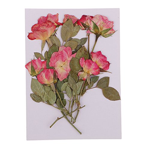 10 Stück Echte Getrocknete Rose Mit Blättern Gepresste Blumen Für Album Rahmen Dekor von D DOLITY
