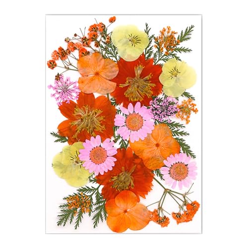 22pcs Pressed Blumenkunsthandwerksverzerrung Vorräte Für Handgefertigte Lesezeichen Kerzenschmuck Machen Scrapbooking 22pcs Pressed Blumenkunsthandwerksverzerrung Vorräte Für Handgefertigte Lesezeichen Kerzenschmuck Machen Scrapbooking von DABAIXIONG