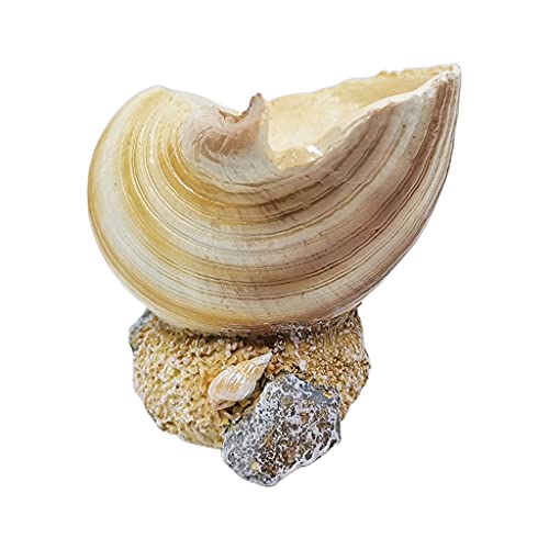 DABAIXIONG Desk Conch Ornament Für Home Tisch Für Wohnzimmer Schlafzimmerstudienbüro Als Hauswärmungsgeschenk Genutzt DABAIXIONG Desk Conch Ornament Für Home Tisch Für Wohnzimmer Schlafzimmerstudienbüro Als Hauswärmungsgeschenk Genutzt von DABAIXIONG