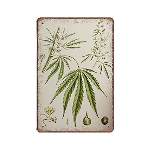 DAIERCY Cannabis Sativa – Vintage Botanical Herbal pädagogische Botanik Diagramm Blechschilder – Old Hanf Hash Decor – Lustiges Metallschild Wandkunst Pub Küche Garten Badezimmer Home Decor, 140 x von DAIERCY