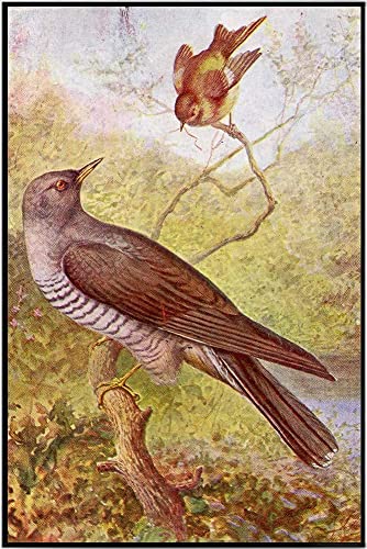 DAIERCY Kreatives Blechschild Vintage Kuckuck & Holz Zaunkönig Grauer Vogel Metallschild Retro Wanddekoration für Zuhause Cafés Büro Geschäft Pubs Club Schild Geschenk 20 x 30 cm Plakette Blechschild DAIERCY Kreatives Blechschild Vintage Kuckuck & Holz Zaunkönig Grauer Vogel Metallschild Retro Wanddekoration für Zuhause Cafés Büro Geschäft Pubs Club Schild Geschenk 20 x 30 cm Plakette Blechschild von DAIERCY