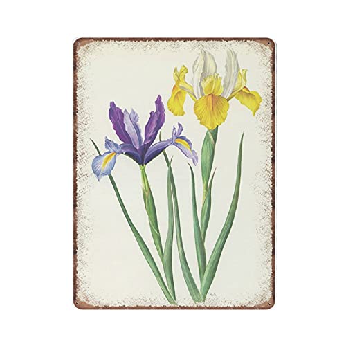 DAIERCY Violette Holland Iris Blechschilder – 1964 Vintage Botanische Kunst – gelbe Iris Blume Wanddekoration – 25. Geburtstag lustiges Metallschild Plaqu, Wandkunst, Heimdekoration, 30 x 40 cm von DAIERCY