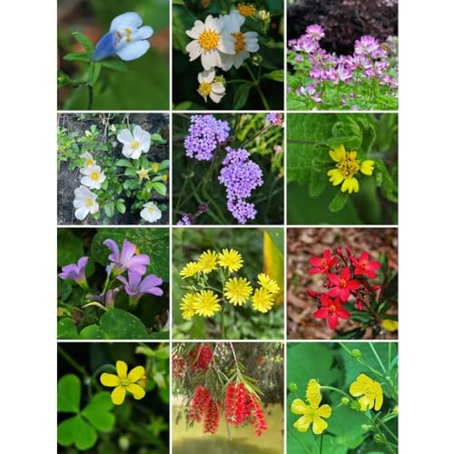 Blumenwiese mit 65 Wildkräuterarten, einfach zu züchtende ，insektenfreundliche Blühwiese, Garten wilde mehrjährige winterharte Samenmischung für Bienen Hummeln und Schmetterlinge (100qm) von DAMAICHUHAI