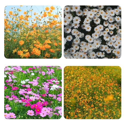 Crazy for Cosmos Non-GMO-Cosmos Flower Seed Mix Großpackung mit 2000 Samen,Geeignet für die Bepflanzung im Garten,Bienenweide Crazy for Cosmos Non-GMO-Cosmos Flower Seed Mix Großpackung mit 2000 Samen,Geeignet für die Bepflanzung im Garten,Bienenweide von DAMAICHUHAI
