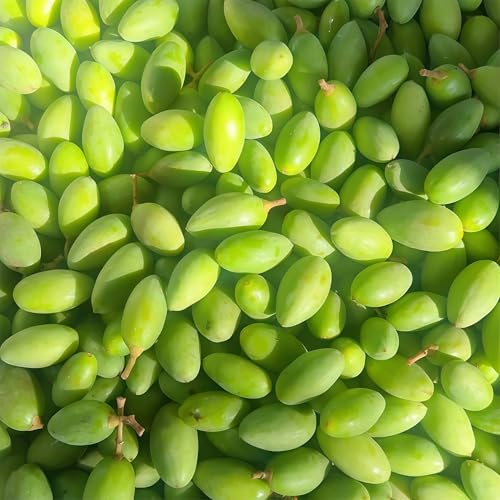 DAMAICHUHAI 10 Olivensamen, Geeignet Für Garten, Balkon Und Topfpflanzen. Ausgewählte Hohe Qualität Und Gute Überlebenschancen von DAMAICHUHAI